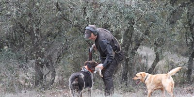 Cazando con dos buenos perros.